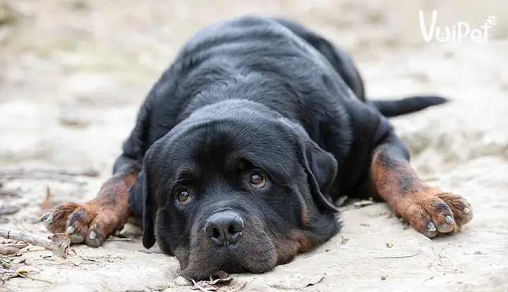 Các Vấn Đề Sức Khoẻ Thường Gặp Của Chó Rottweiler