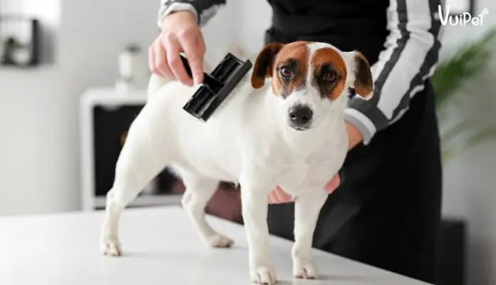 Các Cách Đơn Giản Giúp Giảm Đáng Kể Tình Trạng Chó Rụng Lông