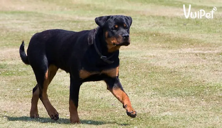 Các Vấn Đề Sức Khoẻ Thường Gặp Của Chó Rottweiler