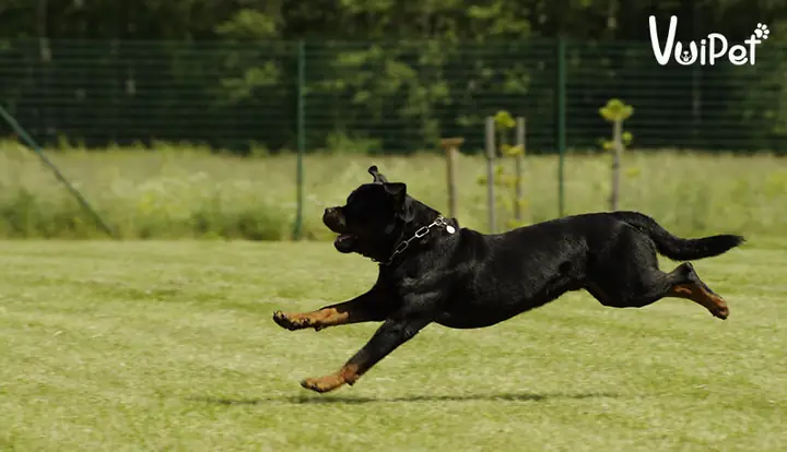 Môi Trường Sống Phù Hợp Với Chó Rottweiler