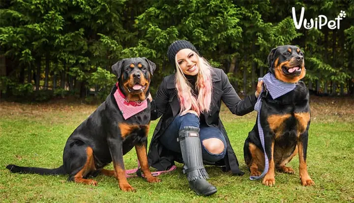 Dạy Dỗ, Huấn Luyện Chó Rottweiler