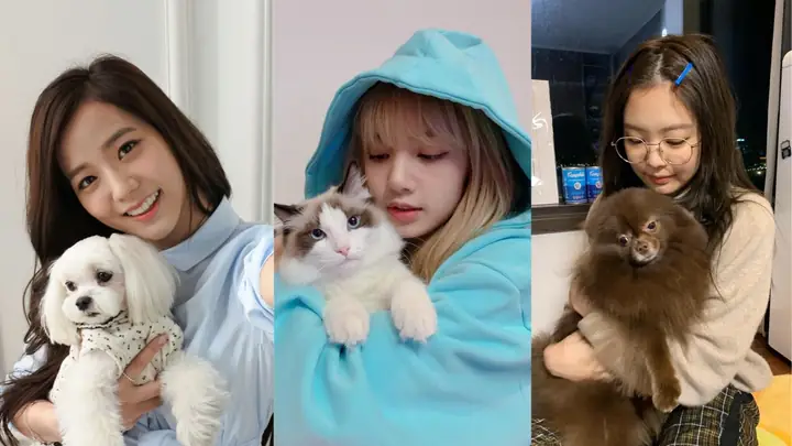 Kuma Của Jennie Là Giống Chó Gì