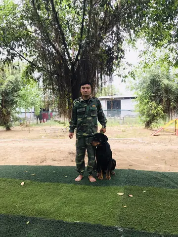 Chó Thành Thục Được Những Kỹ Năng Gì Sau Huấn Luyện?