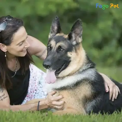 Huấn Luyện Chó Becgie Huấn Luyện Chó Becgie