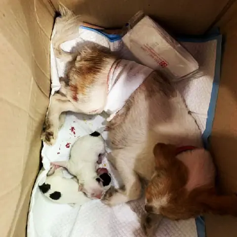 Phẫu Thuật Mổ Đẻ