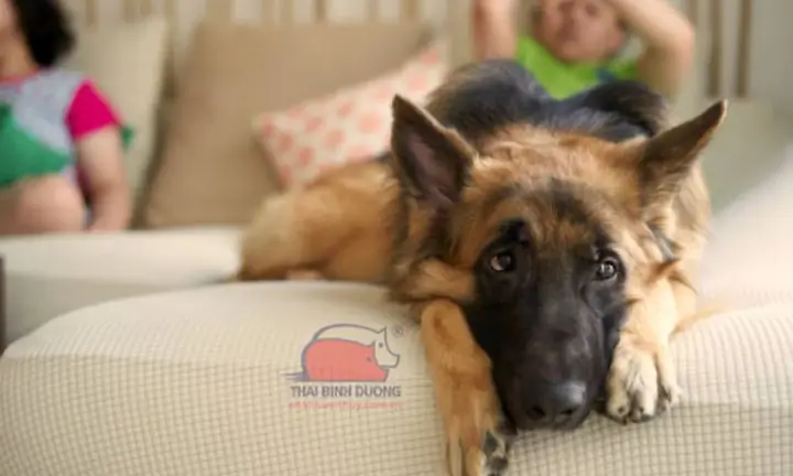 Giai Đoạn Trên 6 Tháng Tuổi