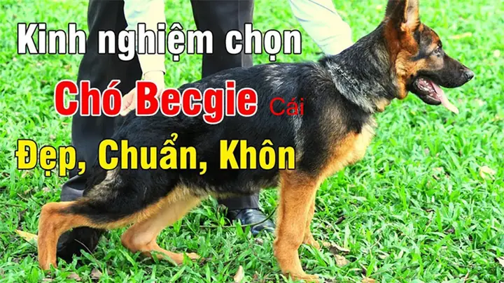 Cách Chọn Chó Becgie Cái