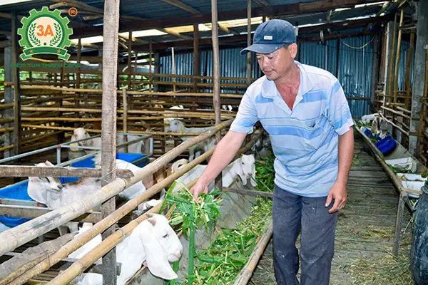 Nuôi Chó Nhốt Chuồng: Kỹ Thuật Để Chó Khỏe Mạnh Và Hạnh Phúc Nuôi Chó Nhốt Chuồng: Kỹ Thuật Để Chó Khỏe Mạnh Và Hạnh Phúc
