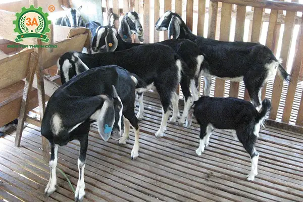 Nuôi Chó Nhốt Chuồng: Kỹ Thuật Để Chó Khỏe Mạnh Và Hạnh Phúc Nuôi Chó Nhốt Chuồng: Kỹ Thuật Để Chó Khỏe Mạnh Và Hạnh Phúc