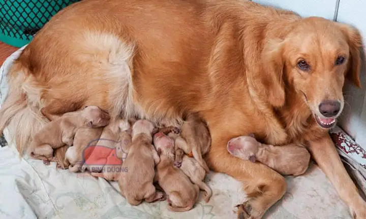 Kỹ Thuật Nuôi Chó Sinh Sản