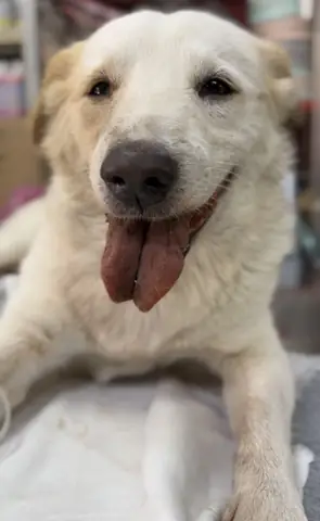 Bệnh Kí Sinh Máu