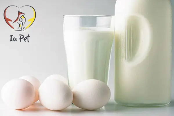 Thức Ăn Cho Chó Poodle Từ 6 Tháng Tuổi Trở Lên