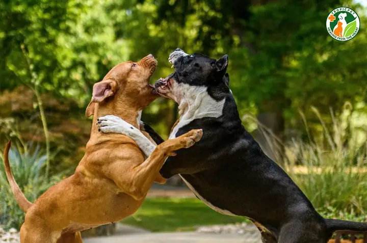 Do Bản Tính Hung Hăng Di Truyền Từ Giống Chó Do Bản Tính Hung Hăng Di Truyền Từ Giống Chó