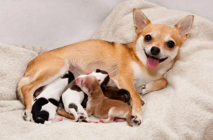 Làm Sao Biết Thời Điểm Chó Chihuahua Đẻ?