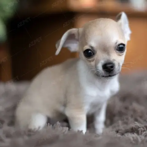 Làm Gì Trong Lúc Chó Chihuahua Đẻ?