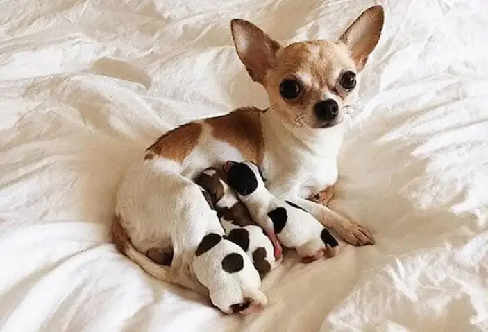 Cần Làm Gì Khi Chó Chihuahua Đẻ?