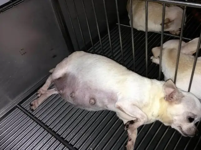 Tại Sao Phải Đỡ Đẻ Cho Chó Chihuahua?