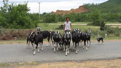 Làm Giàu Từ Nuôi Chó Làm Giàu Từ Nuôi Chó
