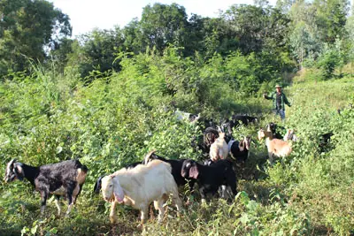 Làm Giàu Từ Nuôi Chó Làm Giàu Từ Nuôi Chó