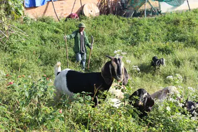 Làm Giàu Từ Nuôi Chó Làm Giàu Từ Nuôi Chó
