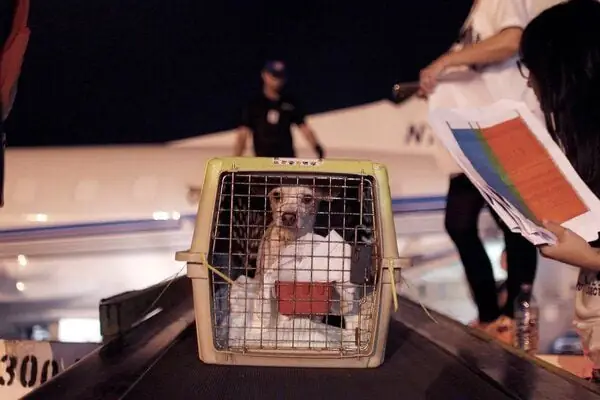 Thủ Tục Làm Giấy Kiểm Dịch Cho Chó Mèo Gồm Những Gì?