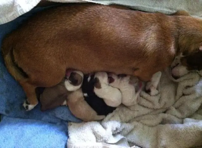 Làm Passport Cho Chó Ở Đâu