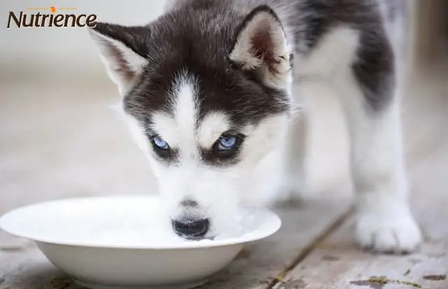 Cho Chó Uống Nước Sạch Là Cách Trị Rụng Lông Ở Chórất Tốt