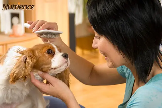 Cách Trị Rụng Lông Chóbằng Việc Chải Lông Và Cắt Tỉa Lông Cho Chó Thường Xuyên