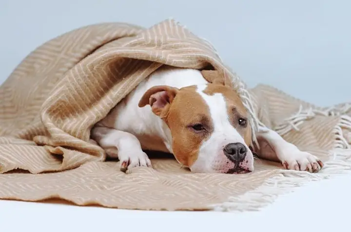 Cách Chăm Sóc Cho Chó Khi Bị Sốt