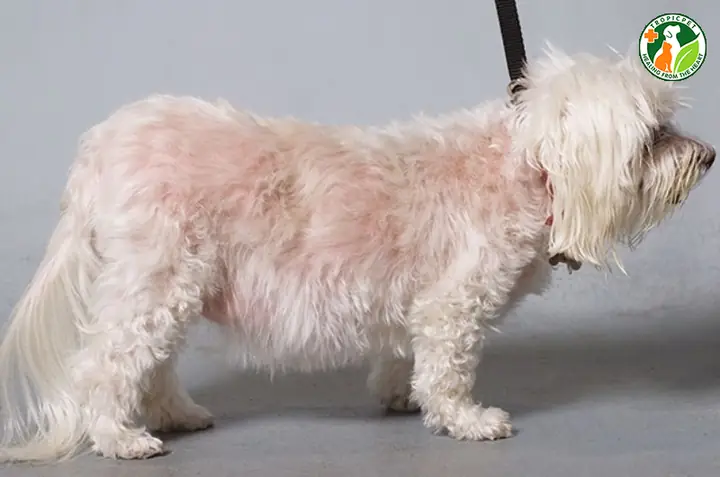 Do Poodle Gặp Phải Các Vấn Đề Sức Khoẻ