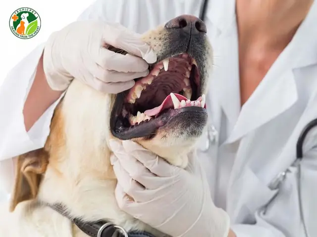 Lấy Cao Răng Cho Chó Là Gì? Lấy Cao Răng Cho Chó Là Gì?