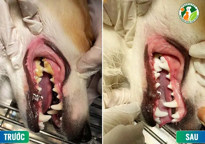 Dịch Vụ Lấy Cao Răng Cho Chó Tại Hà Nội Ở Tropicpet Dịch Vụ Lấy Cao Răng Cho Chó Tại Hà Nội Ở Tropicpet