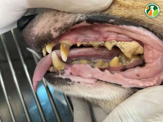 Khi Nào Cần Lấy Cao Răng Cho Chó? Khi Nào Cần Lấy Cao Răng Cho Chó?