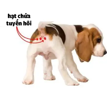 Xác Định Vị Trí Tuyến Hôi Của Poodle