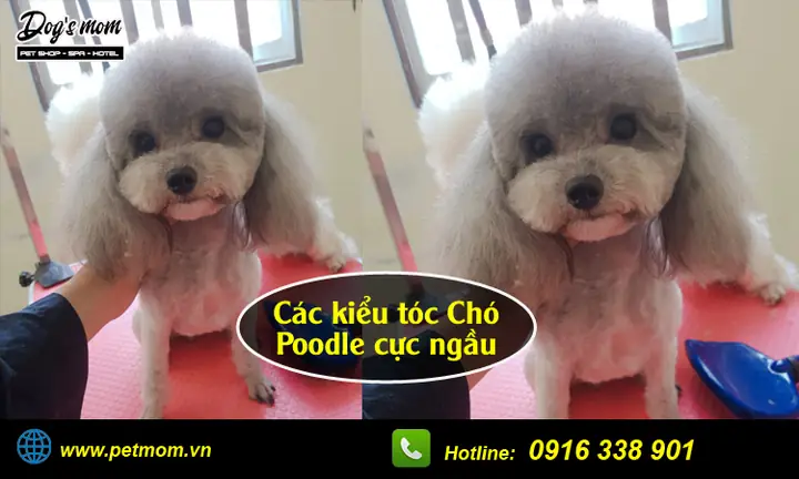 Lịch Tẩy Giun Cho Chó Poodle