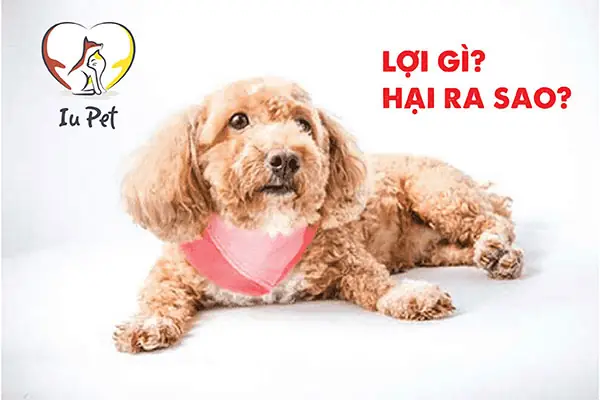 Lợi Ích Mang Lại Và Hạn Chế Của Thức Ăn Khô