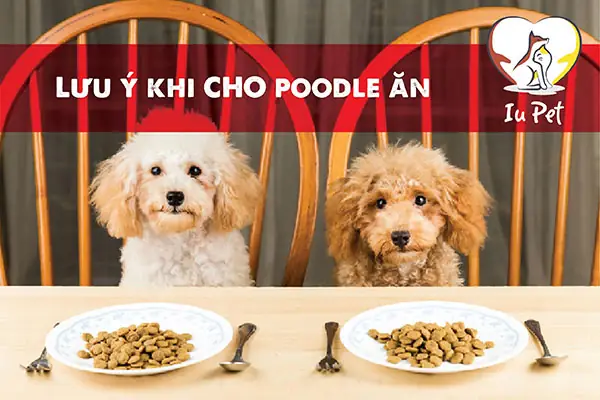 Những Lưu Ý Khi Sử Dụng Thức Ăn Khô Cho Chó Poodle