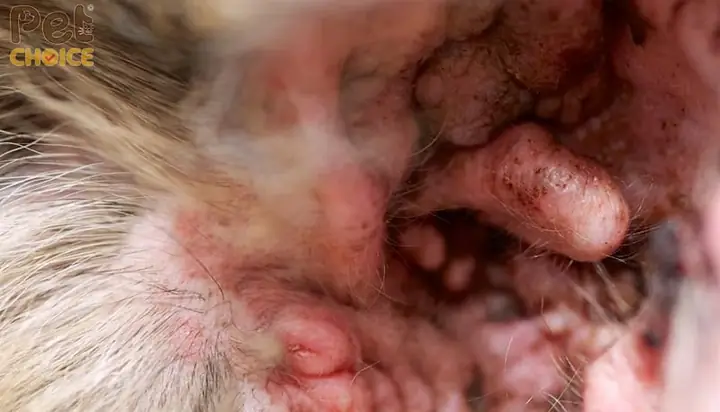 Nguyên Nhân Gây Sưng Phồng Tai Ở Chó