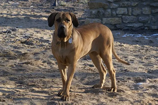 Đặc Điểm Ngoại Hình