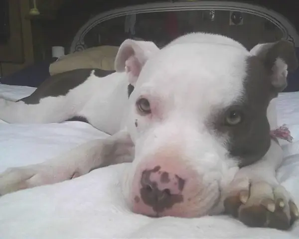 Loại Chó Nuôi Không Lớn: Top 10 Giống Chó Nhỏ Lý Tưởng Cho Căn Hộ Và Gia Đình Việt