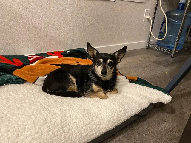 Loại Chó Nuôi Không Lớn: Top 10 Giống Chó Nhỏ Lý Tưởng Cho Căn Hộ Và Gia Đình Việt