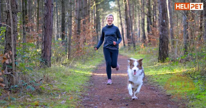 Dầu Cá Cho Chó Có Tác Dụng Gì?