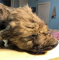 Xác Ướp Chó Sói Cổ Đại Hé Lộ Nguồn Gốc Của Chó Nhà