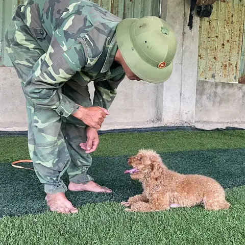 Cách Huấn Luyện Chó Poodle Ngồi