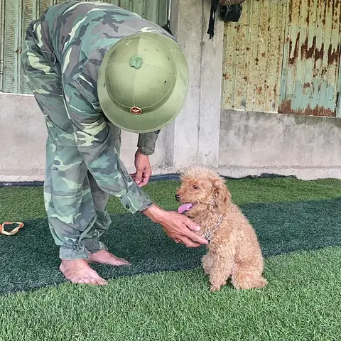 Cách Huấn Luyện Chó Poodle Bắt Tay