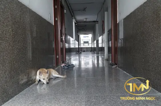 Thả Rông Chó Mèo Trong Chung Cư Cóphảilà Hành Vi Bị Cấmkhông?