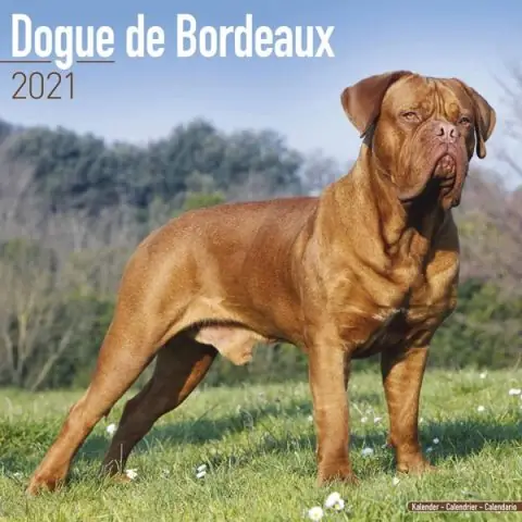 Định Nghĩa Lực Cắn Của Chó Và Phương Pháp Đo Lường Khoa Học Định Nghĩa Lực Cắn Của Chó Và Phương Pháp Đo Lường Khoa Học