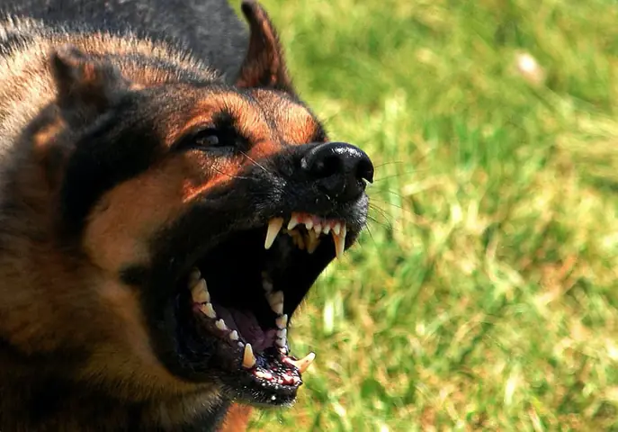 Lực Cắn Còn Mạnh Hơn Cả Pitbull Lực Cắn Còn Mạnh Hơn Cả Pitbull