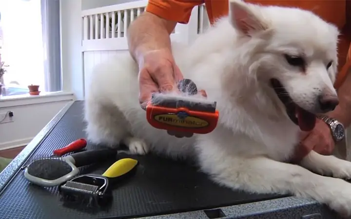 Vì Sao Lược Furminator Hiệu Quả Cho Lông Chó Rụng?