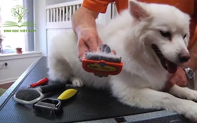 Vì Sao Lược Furminator Hiệu Quả Cho Lông Chó Rụng? Vì Sao Lược Furminator Hiệu Quả Cho Lông Chó Rụng?